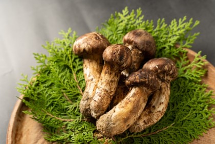 松茸为什麼这麼贵?揭秘菇中之王 「Matsutake 松茸」的奢华身价
