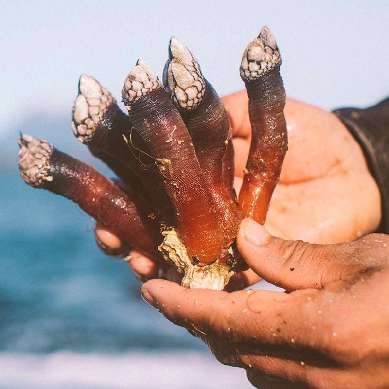 梦幻美食 人称地狱海鲜的 鹅颈藤壶goose Barnacles 世界高级品luxurywatcher