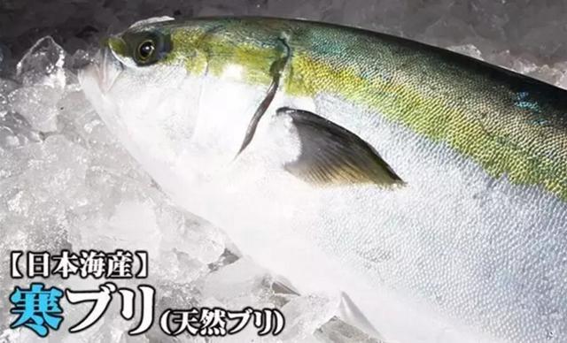 頂級日本料理的超頂級魚肉 冰見寒鰤 世界高級品luxurywatcher