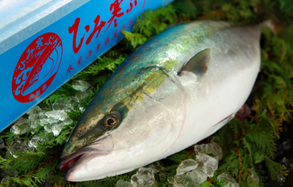 日本料理不可不知的顶级鰤鱼「冰见寒鰤」